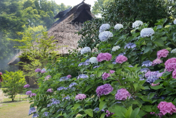 アジサイと茅葺屋根